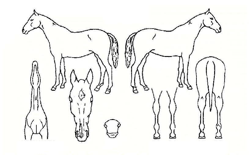 ������� ����,���,�޸�,�λ�,�ٸ��� Ư¡����