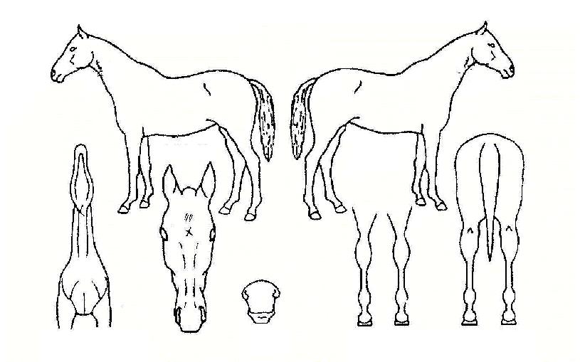 ½ºÅ©·³ÀÇ Ãø¸é,¿ì¸é,µÞ¸é,µÎ»ó,´Ù¸®ÀÇ Æ¯Â¡µµÇØ