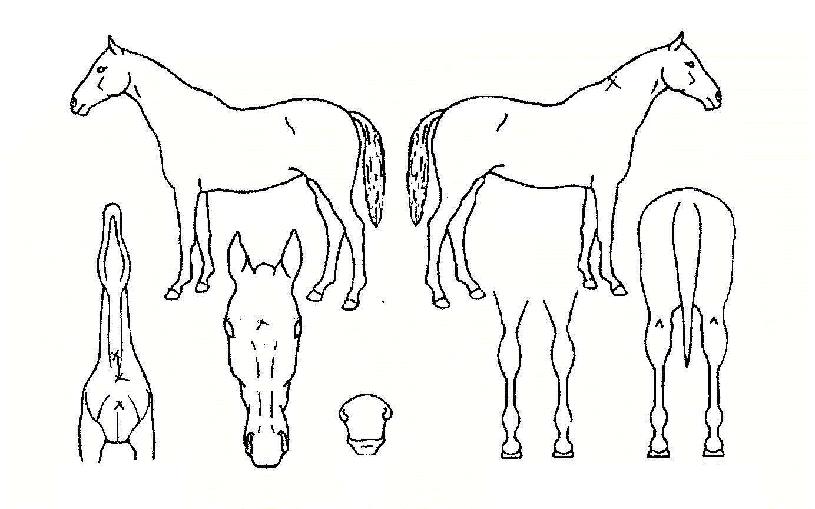 ��ǳ������ ����,���,�޸�,�λ�,�ٸ��� Ư¡����