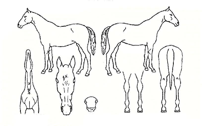 °í¿î¹°°áÀÇ Ãø¸é,¿ì¸é,µÞ¸é,µÎ»ó,´Ù¸®ÀÇ Æ¯Â¡µµÇØ