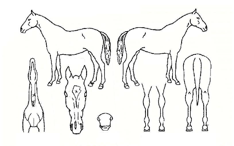 ÆÝ´õ¸àƲÇÏÀÌÀÚ¸¶ÀÇ Ãø¸é,¿ì¸é,µÞ¸é,µÎ»ó,´Ù¸®ÀÇ Æ¯Â¡µµÇØ