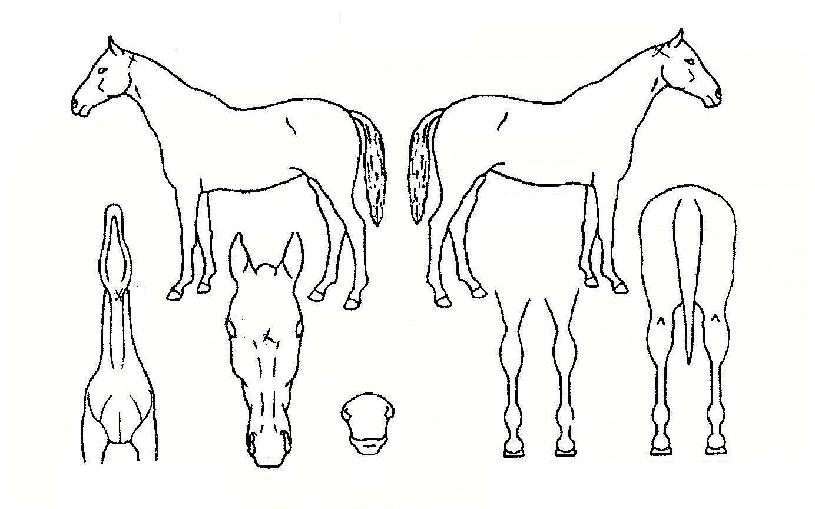 �ظ��� ����,���,�޸�,�λ�,�ٸ��� Ư¡����