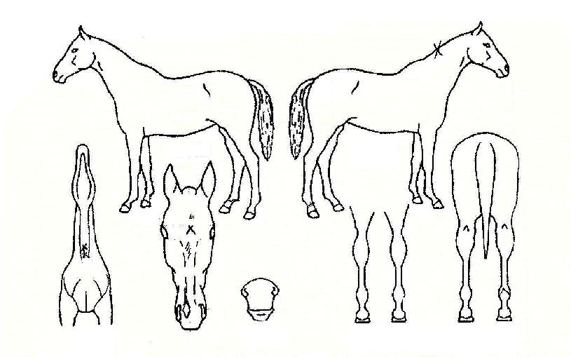 °í¿î¹Ù¶÷ÀÇ Ãø¸é,¿ì¸é,µÞ¸é,µÎ»ó,´Ù¸®ÀÇ Æ¯Â¡µµÇØ