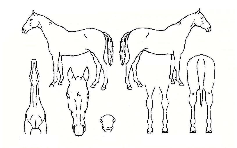 Á¶À̶óÀ̵åÀÇ Ãø¸é,¿ì¸é,µÞ¸é,µÎ»ó,´Ù¸®ÀÇ Æ¯Â¡µµÇØ