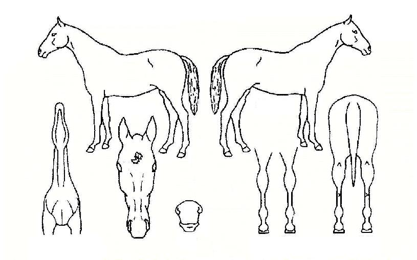 ������� ����,���,�޸�,�λ�,�ٸ��� Ư¡����