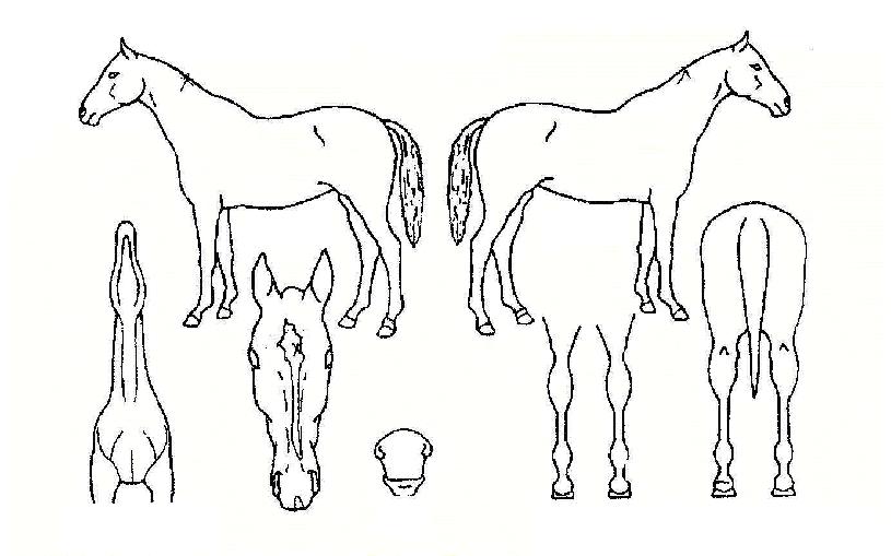 º°µå¸²ÀÇ Ãø¸é,¿ì¸é,µÞ¸é,µÎ»ó,´Ù¸®ÀÇ Æ¯Â¡µµÇØ