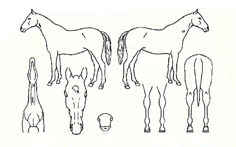 ���������� ����,���,�޸�,�λ�,�ٸ��� Ư¡����