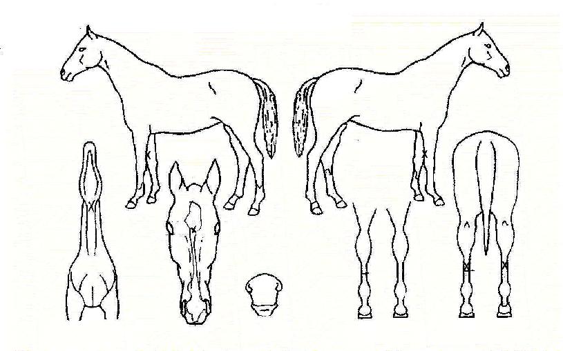 �輶�� ����,���,�޸�,�λ�,�ٸ��� Ư¡����