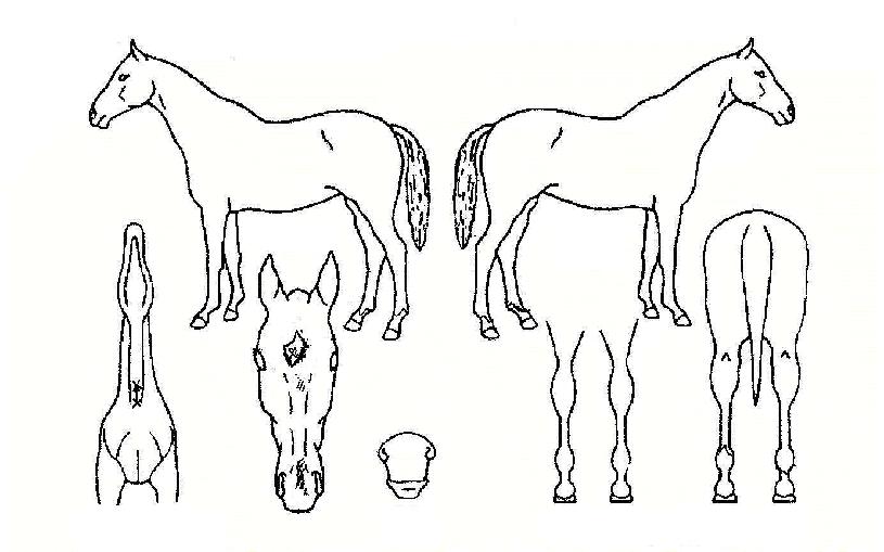 Å··¹µåÀÇ Ãø¸é,¿ì¸é,µÞ¸é,µÎ»ó,´Ù¸®ÀÇ Æ¯Â¡µµÇØ