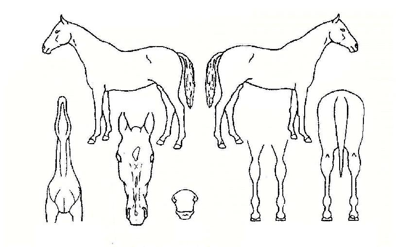 ¼Ö·Õ°í½ºÀÇ Ãø¸é,¿ì¸é,µÞ¸é,µÎ»ó,´Ù¸®ÀÇ Æ¯Â¡µµÇØ