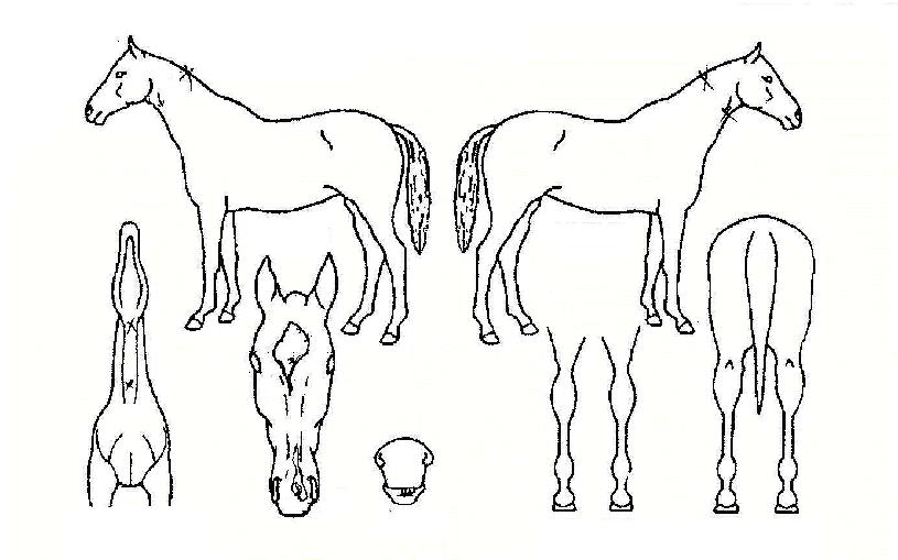 ½Åºñ·ÉÀÇ Ãø¸é,¿ì¸é,µÞ¸é,µÎ»ó,´Ù¸®ÀÇ Æ¯Â¡µµÇØ