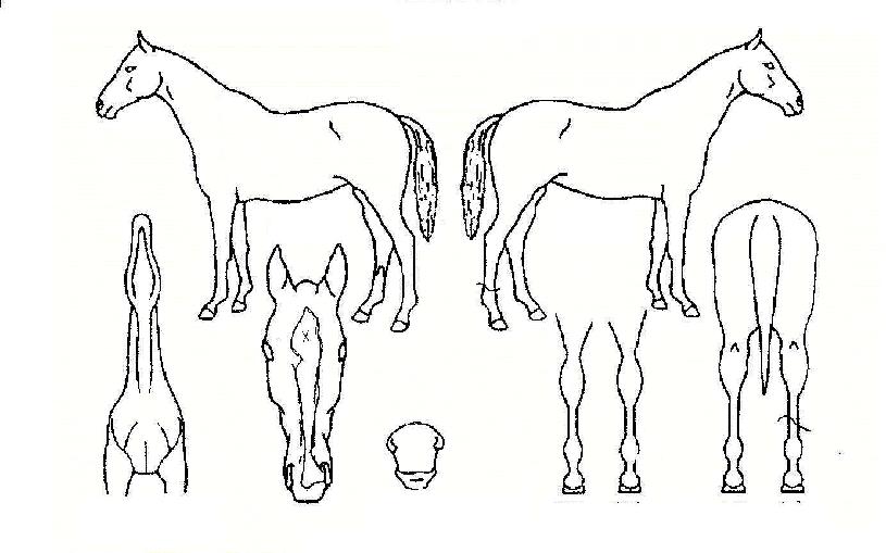 ��������Ʈ�ڸ��� ����,���,�޸�,�λ�,�ٸ��� Ư¡����