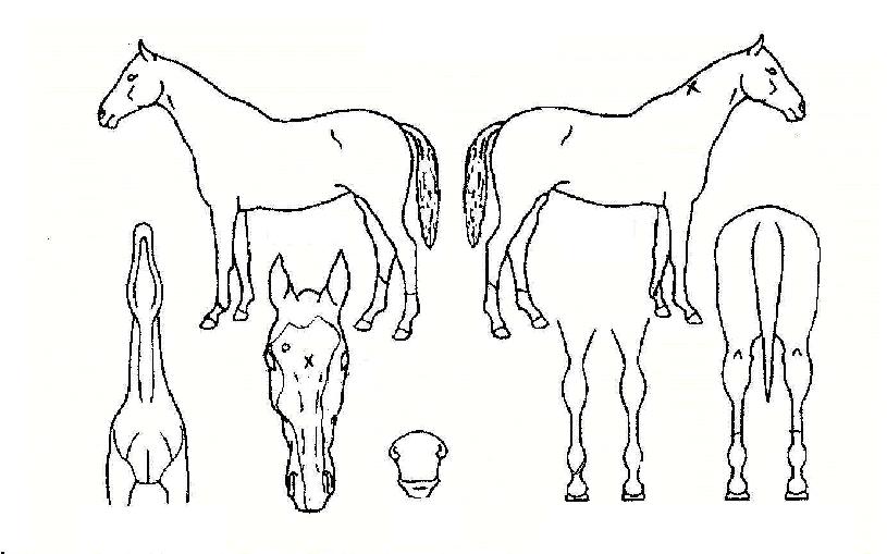 ��������ȥ�� ����,���,�޸�,�λ�,�ٸ��� Ư¡����