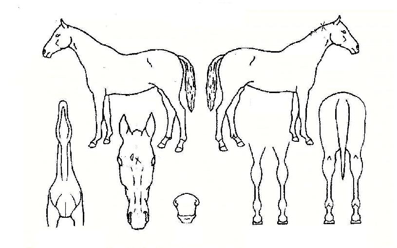 ¸®Ä¡Å·ÀÇ Ãø¸é,¿ì¸é,µÞ¸é,µÎ»ó,´Ù¸®ÀÇ Æ¯Â¡µµÇØ