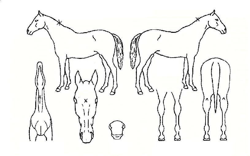 �þƿ��ִ��ڸ��� ����,���,�޸�,�λ�,�ٸ��� Ư¡����