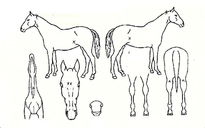 ¿¡À̽º¿øÀÇ Ãø¸é,¿ì¸é,µÞ¸é,µÎ»ó,´Ù¸®ÀÇ Æ¯Â¡µµÇØ