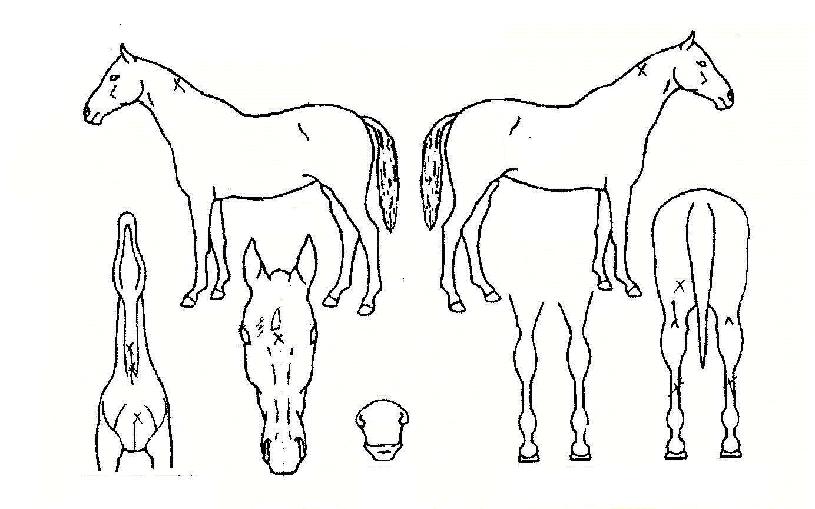 �帮���� ����,���,�޸�,�λ�,�ٸ��� Ư¡����