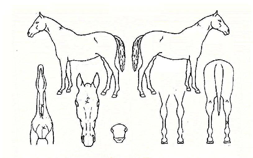 �׻󼱵��� ����,���,�޸�,�λ�,�ٸ��� Ư¡����