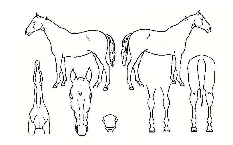 ·°Å°¸ÇÀÇ Ãø¸é,¿ì¸é,µÞ¸é,µÎ»ó,´Ù¸®ÀÇ Æ¯Â¡µµÇØ