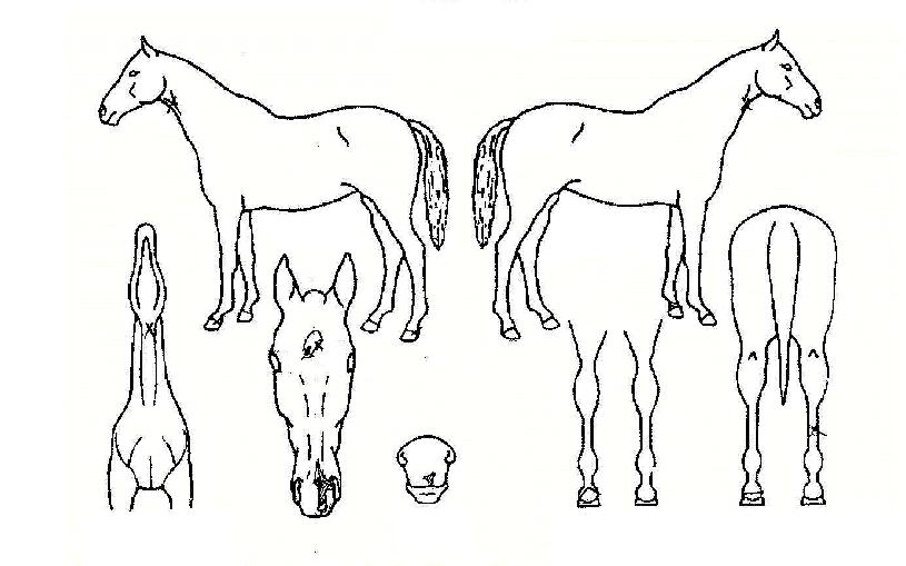 ����������� ����,���,�޸�,�λ�,�ٸ��� Ư¡����