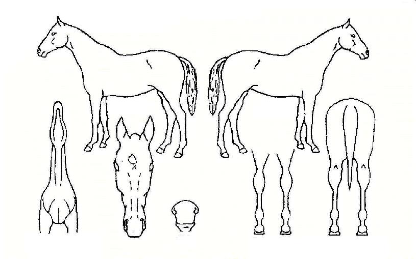 ÆÄÀ̳κòÅÍÀÇ Ãø¸é,¿ì¸é,µÞ¸é,µÎ»ó,´Ù¸®ÀÇ Æ¯Â¡µµÇØ