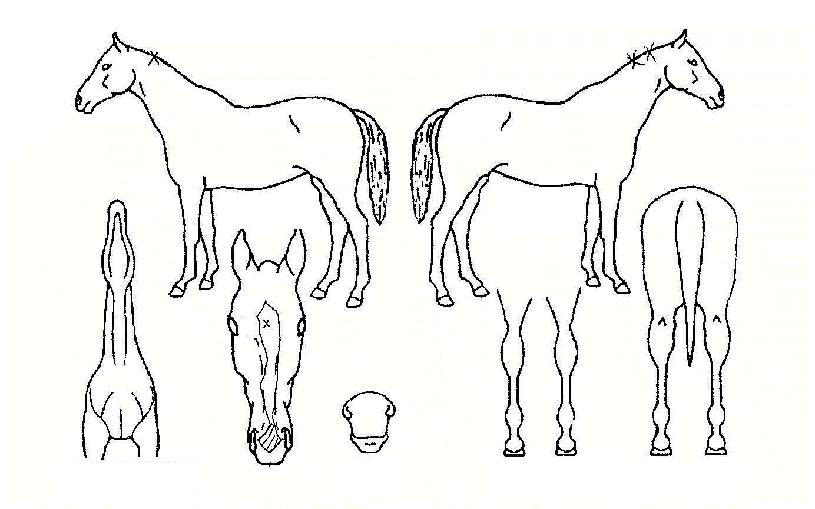 ÇѶóÀDzÞÀÇ Ãø¸é,¿ì¸é,µÞ¸é,µÎ»ó,´Ù¸®ÀÇ Æ¯Â¡µµÇØ