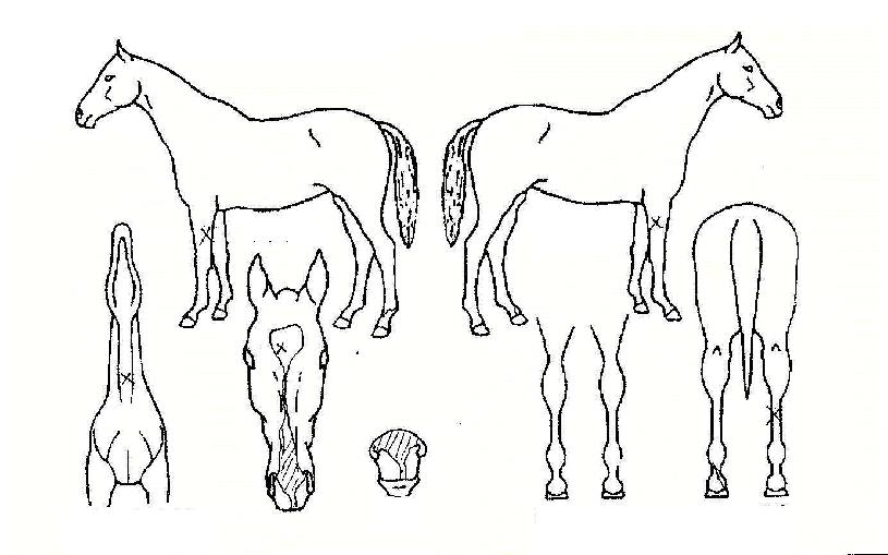 ÇØÇÇ·¯³ÊÀÇ Ãø¸é,¿ì¸é,µÞ¸é,µÎ»ó,´Ù¸®ÀÇ Æ¯Â¡µµÇØ