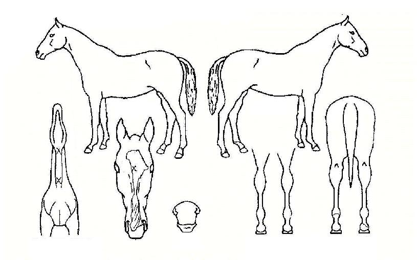 ��︲������ ����,���,�޸�,�λ�,�ٸ��� Ư¡����