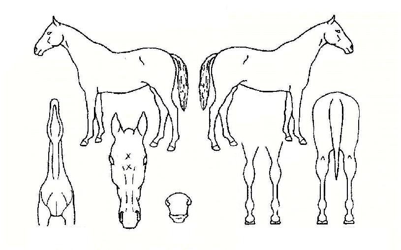 �������۴��� ����,���,�޸�,�λ�,�ٸ��� Ư¡����