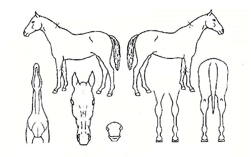 ������ڸ��� ����,���,�޸�,�λ�,�ٸ��� Ư¡����