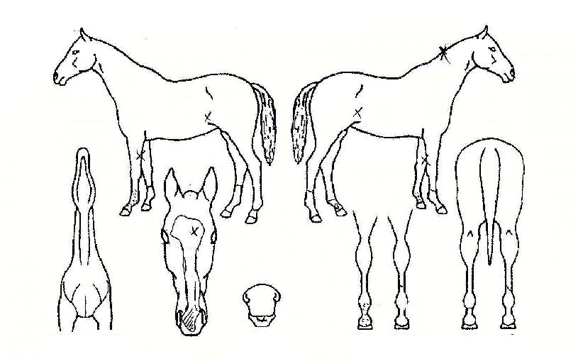 µ¹Ç³¿¹°¨ÀÚ¸¶ÀÇ Ãø¸é,¿ì¸é,µÞ¸é,µÎ»ó,´Ù¸®ÀÇ Æ¯Â¡µµÇØ