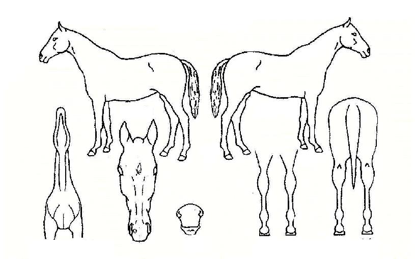 ��Ʈ���վ������ڸ��� ����,���,�޸�,�λ�,�ٸ��� Ư¡����