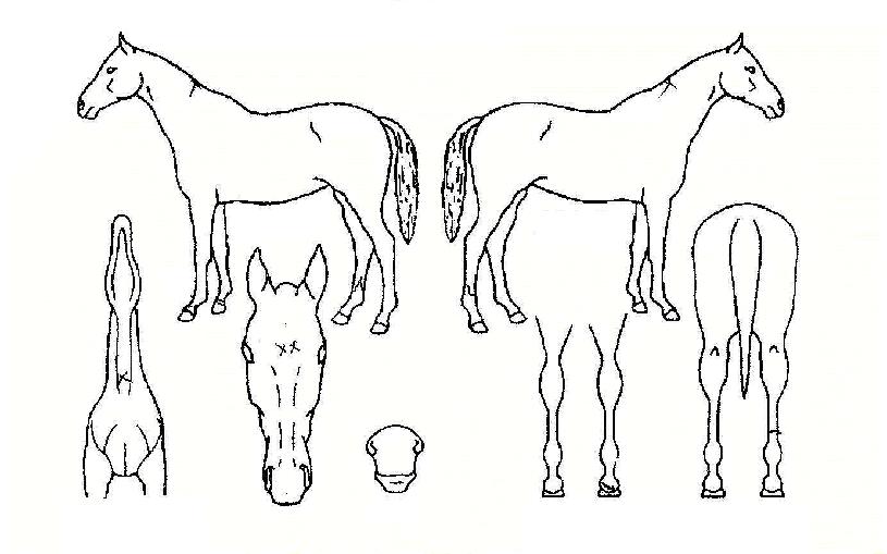 ������������ ����,���,�޸�,�λ�,�ٸ��� Ư¡����