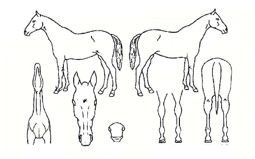 õ�󸸻��� ����,���,�޸�,�λ�,�ٸ��� Ư¡����