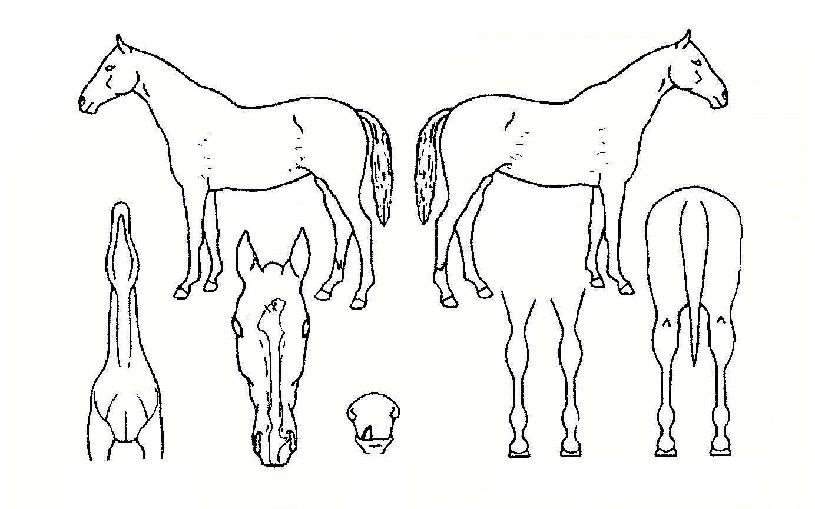 ¾Ð½ÂÀÚ¸¶ÀÇ Ãø¸é,¿ì¸é,µÞ¸é,µÎ»ó,´Ù¸®ÀÇ Æ¯Â¡µµÇØ