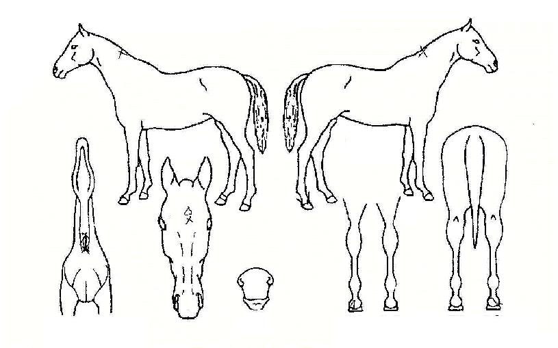 ´ëÁö¿ÕÀÚÀÇ Ãø¸é,¿ì¸é,µÞ¸é,µÎ»ó,´Ù¸®ÀÇ Æ¯Â¡µµÇØ