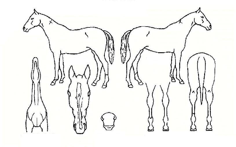 ¸®Ä¡ÆÄ¿öÀÇ Ãø¸é,¿ì¸é,µÞ¸é,µÎ»ó,´Ù¸®ÀÇ Æ¯Â¡µµÇØ