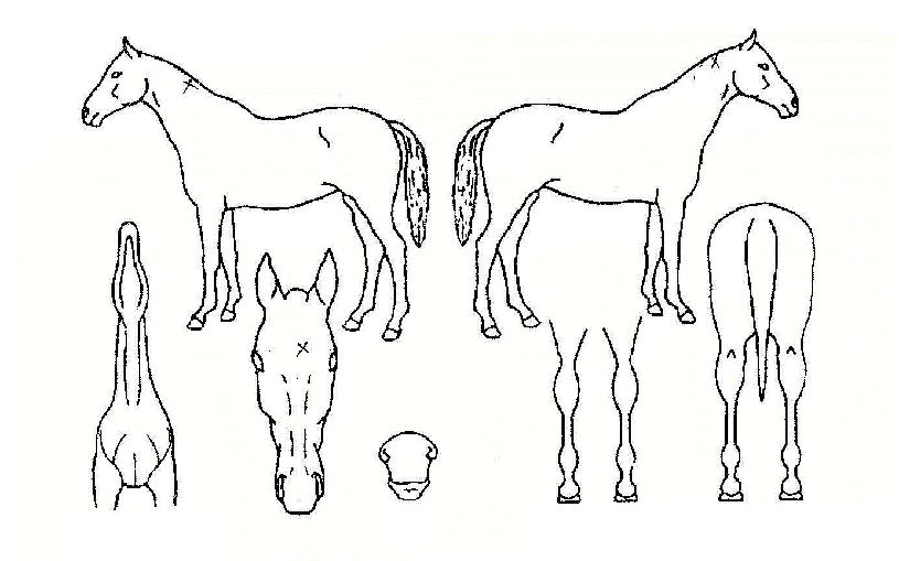 ���ɺҺ��� ����,���,�޸�,�λ�,�ٸ��� Ư¡����