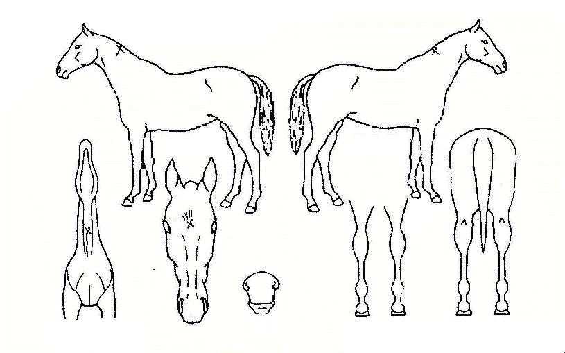 ǻó������ ����,���,�޸�,�λ�,�ٸ��� Ư¡����