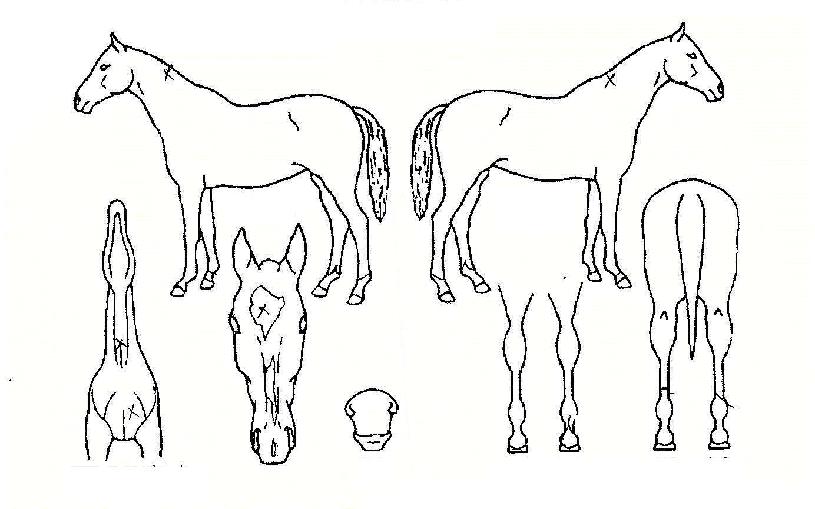 ¿ùµå¿ì¸ÕÀÇ Ãø¸é,¿ì¸é,µÞ¸é,µÎ»ó,´Ù¸®ÀÇ Æ¯Â¡µµÇØ