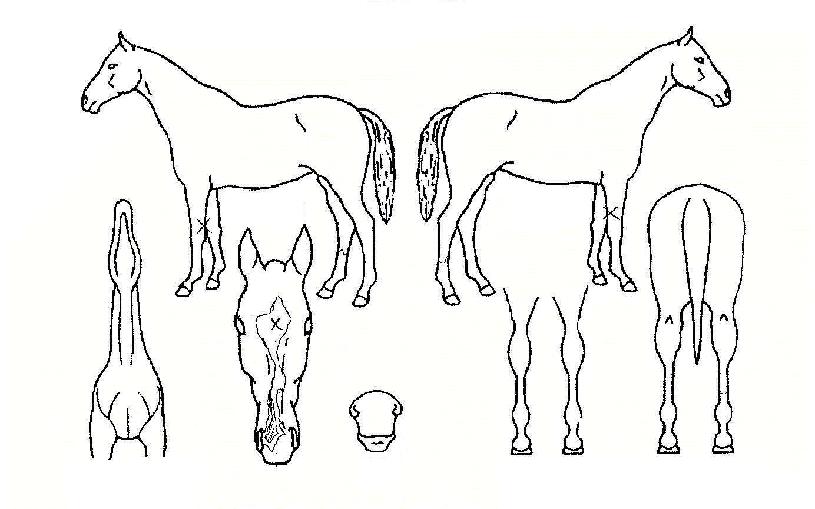 °¡¼Ó´ëŸÀÇ Ãø¸é,¿ì¸é,µÞ¸é,µÎ»ó,´Ù¸®ÀÇ Æ¯Â¡µµÇØ