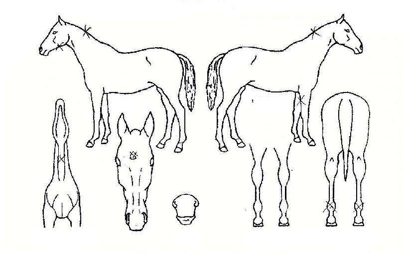 ¿ÀÇǽº°ÉÀÚ¸¶ÀÇ Ãø¸é,¿ì¸é,µÞ¸é,µÎ»ó,´Ù¸®ÀÇ Æ¯Â¡µµÇØ