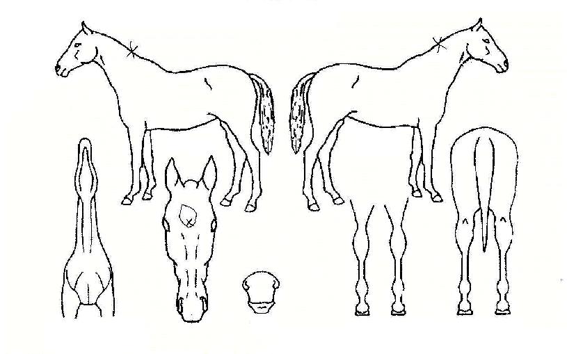 ºÒÆÐ¿µ¿õÀÇ Ãø¸é,¿ì¸é,µÞ¸é,µÎ»ó,´Ù¸®ÀÇ Æ¯Â¡µµÇØ