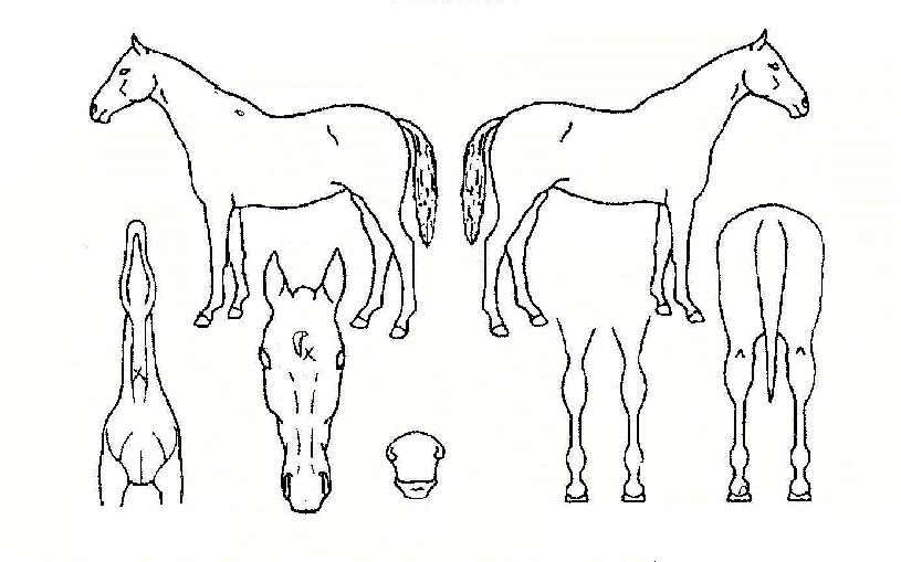 ÃÖ´ë¸í¼öÀÚ¸¶ÀÇ Ãø¸é,¿ì¸é,µÞ¸é,µÎ»ó,´Ù¸®ÀÇ Æ¯Â¡µµÇØ