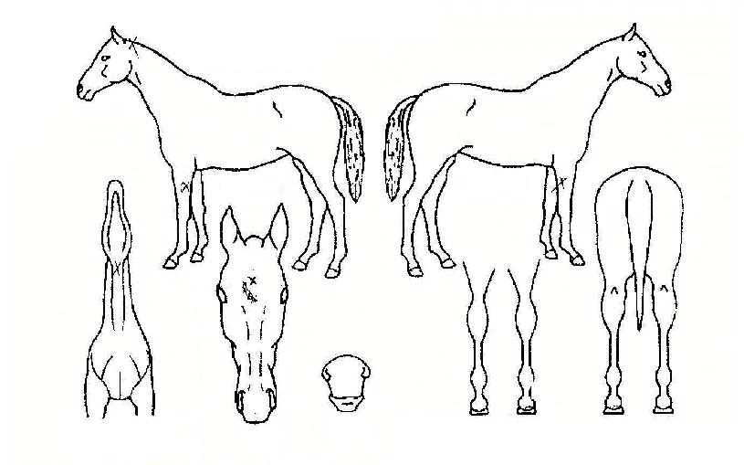 ·ç½ÃÆÛÀÇ Ãø¸é,¿ì¸é,µÞ¸é,µÎ»ó,´Ù¸®ÀÇ Æ¯Â¡µµÇØ