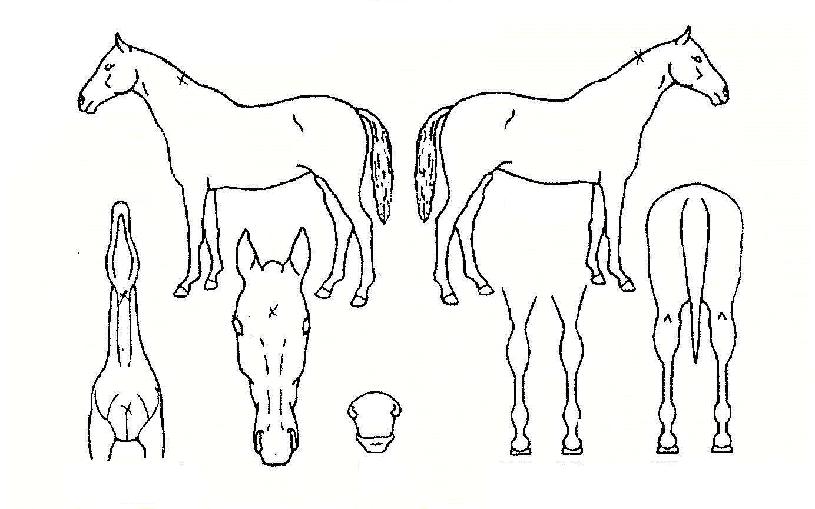 �������� ����,���,�޸�,�λ�,�ٸ��� Ư¡����