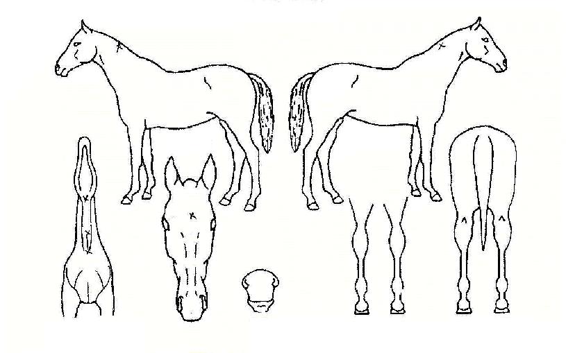 ������ ����,���,�޸�,�λ�,�ٸ��� Ư¡����