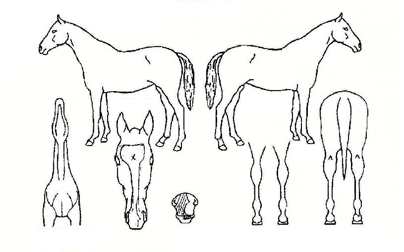 ���������� ����,���,�޸�,�λ�,�ٸ��� Ư¡����