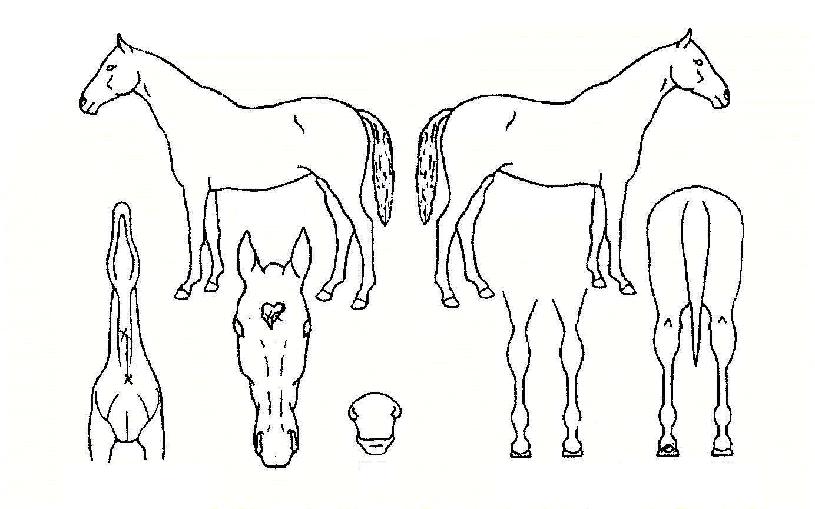 ž¿£Á©ÀÇ Ãø¸é,¿ì¸é,µÞ¸é,µÎ»ó,´Ù¸®ÀÇ Æ¯Â¡µµÇØ