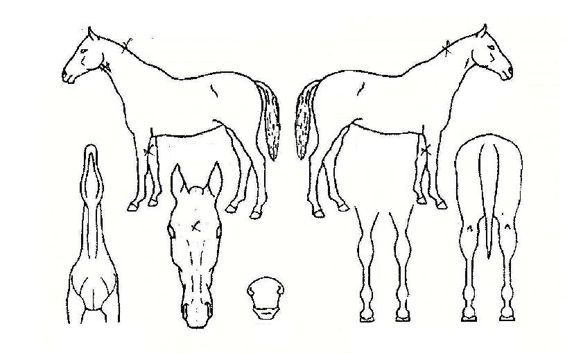 �ø��������ڸ��� ����,���,�޸�,�λ�,�ٸ��� Ư¡����